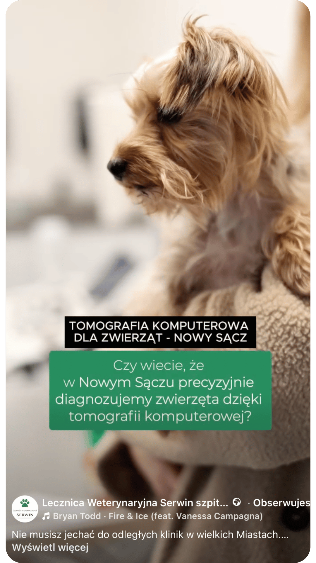 Rolka dla weterynarii - content video dla gabinetu weterynaryjnego